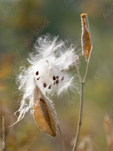 Common Milkweed with Open Pod and Fluffy Seeds photo