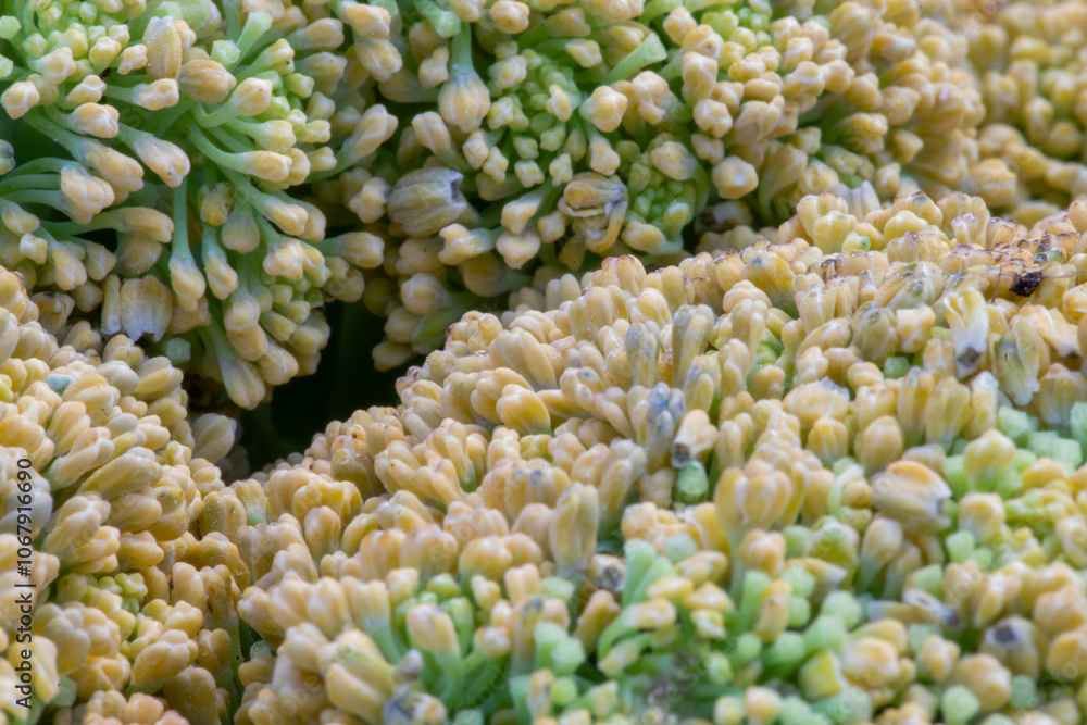 cauliflower close up cauliflower close up
