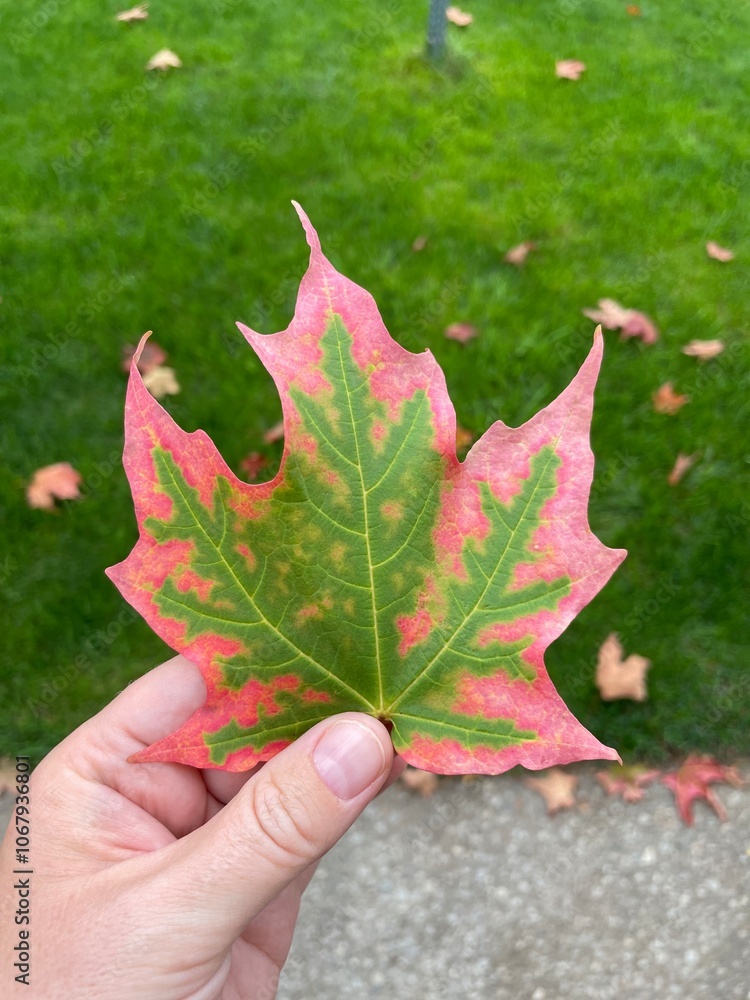 hand holding maple leaf
