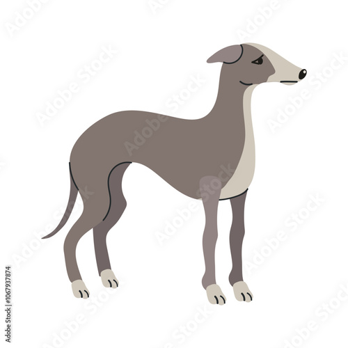 Italian greyhound icon clipart avatar logotype isolated illustration