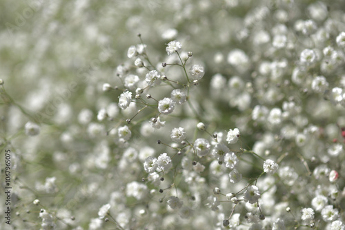 かすみ草 花模様