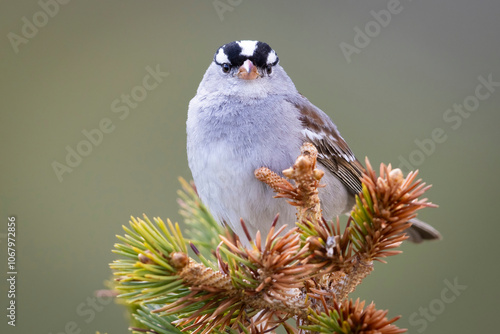 A wild white-crowned sparrow in the Rocky Mountains of Colorado. photo