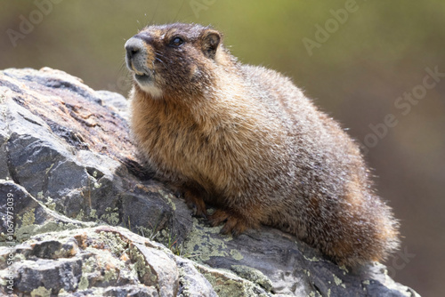 Obraz na płótnie A wild marmot in the Rocky Mountains of Colorado. w salonie