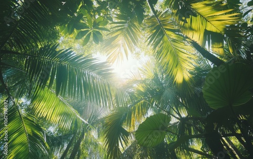 A tropical tree canopy seen from below, the sunlight filtering through the dense foliage photo