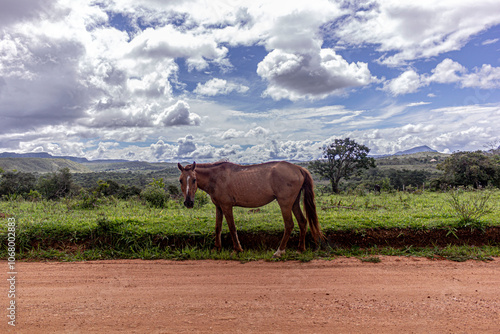 horses in the green field