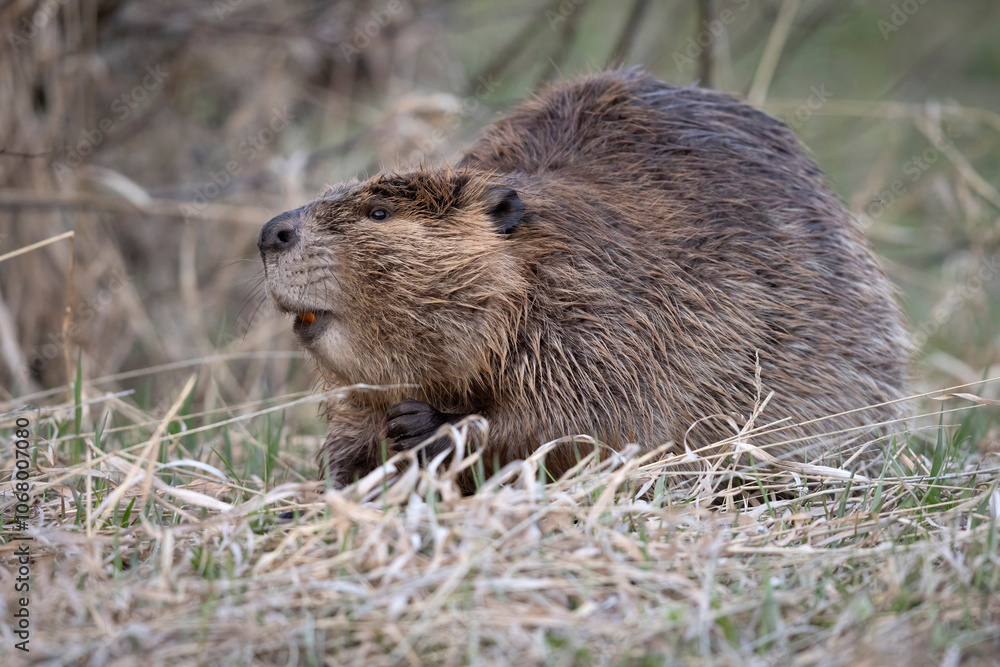 A wild beaver in Grand Teton National Park in Wyoming. A wild beaver in Grand Teton National Park in Wyoming.
