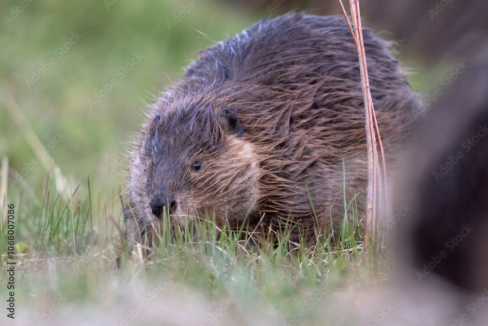A wild beaver in Grand Teton National Park in Wyoming. A wild beaver in Grand Teton National Park in Wyoming.