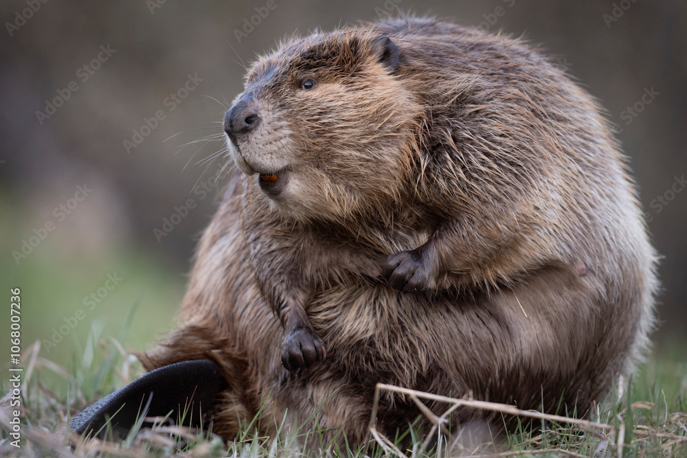 A wild beaver in Grand Teton National Park in Wyoming.
