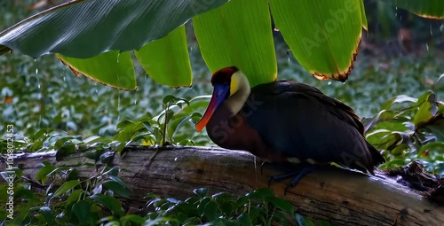 A bird with vibrant blue, red, and yellow plumage sits perched on a weathered branch, sheltered from the rain by a large, green banana leaf. Water drips from the leaf, creating a cool, wet ambiance