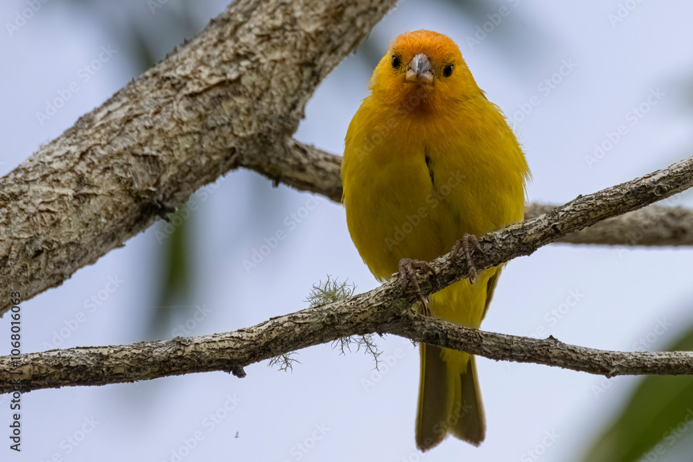 A wild saffron finch in Hawaiʻi Volcanoes National Park on the island of Hawaii.