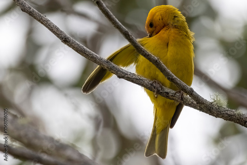 A wild saffron finch in Hawaiʻi Volcanoes National Park on the island of Hawaii. photo