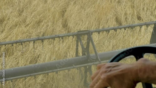 Farmer skillfully driving a combine harvester as its reel efficiently thrashes barley, directing it into the machinery for processing photo