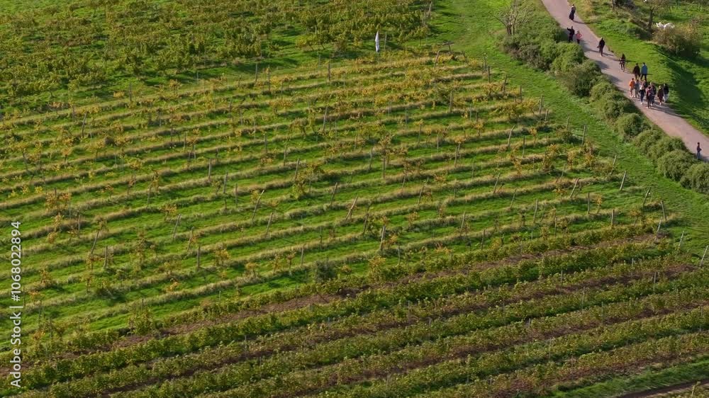 Aerial views showcase tourists walking along a path beside lush vineyards. The vibrant landscape highlights the region's rich agricultural heritage and scenic beauty Aerial views showcase tourists walking along a path beside lush vineyards. The vibrant landscape highlights the region's rich agricultural heritage and scenic beauty
