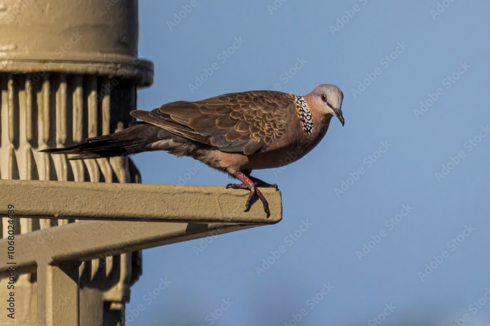 A wild spotted dove on the island of O'ahu near the Honolulu airport.