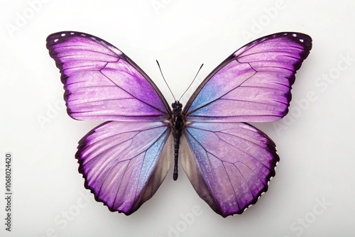 beautiful purple butterfly isolated on white background