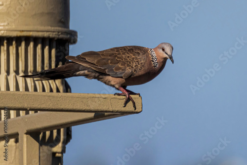 Obraz na płótnie A wild spotted dove on the island of O'ahu near the Honolulu airport. w salonie