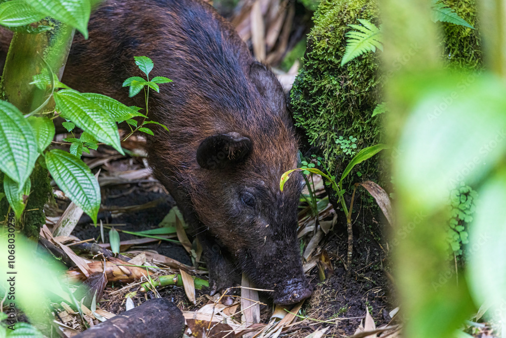 A wild feral pig foraging in a bamboo forest in Haleakala National Park on the island of Maui in Hawaii.