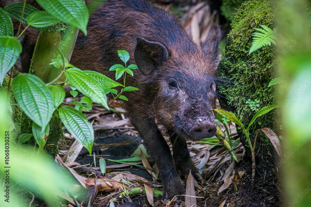 A wild feral pig foraging in a bamboo forest in Haleakala National Park on the island of Maui in Hawaii.