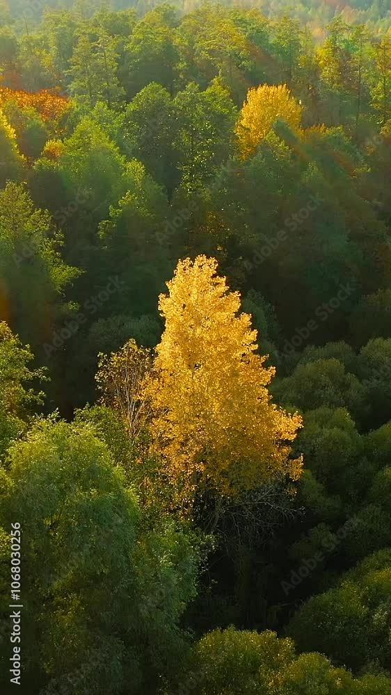 Aerial View Of Green Forest . Elevated View Of Woods Forest Landscape During Sunset In Autumn Evening. Calm Flight Above Fall Autumn Mixed Forest During Beautiful Sunset Evening. Sun Sunlight Through