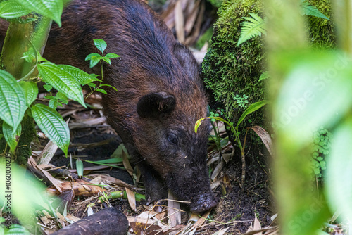 Obraz na płótnie A wild feral pig foraging in a bamboo forest in Haleakala National Park on the island of Maui in Hawaii. w salonie