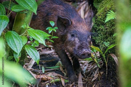 A wild feral pig foraging in a bamboo forest in Haleakala National Park on the island of Maui in Hawaii. photo