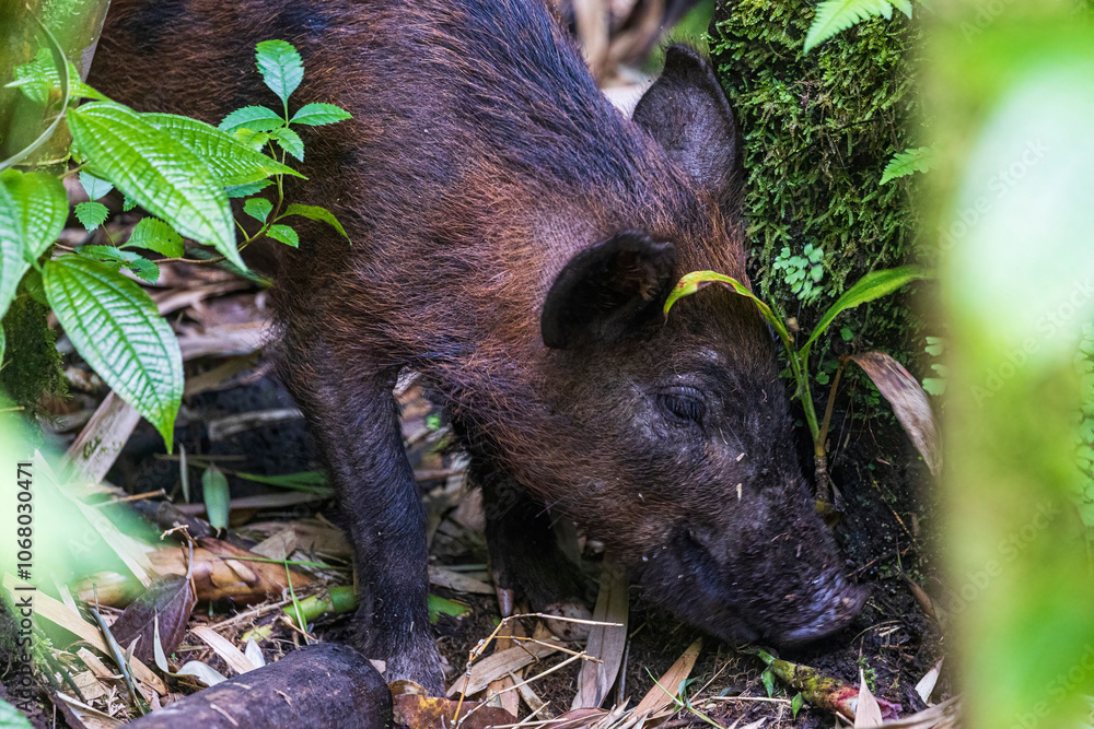 A wild feral pig foraging in a bamboo forest in Haleakala National Park on the island of Maui in Hawaii.
