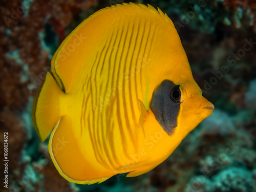 Bluecheek butterflyfish with amazing background photo