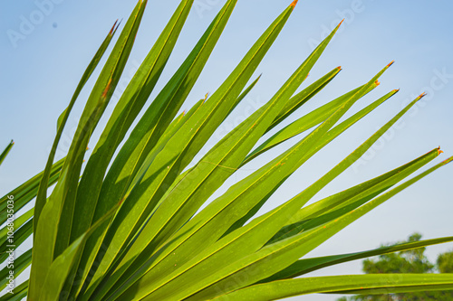 Close up of Fan Leaf Tree palm. (Livistona saribus), also known as the swamp serdang or taraw palm,is a species of palm tree found in tropical Southeast Asia. Focus on leaf. noisy, similar others photo