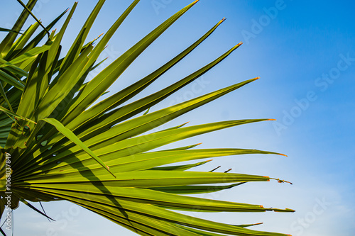 Close up of Fan Leaf Tree palm. (Livistona saribus), also known as the swamp serdang or taraw palm,is a species of palm tree found in tropical Southeast Asia. Focus on leaf. noisy, similar others photo