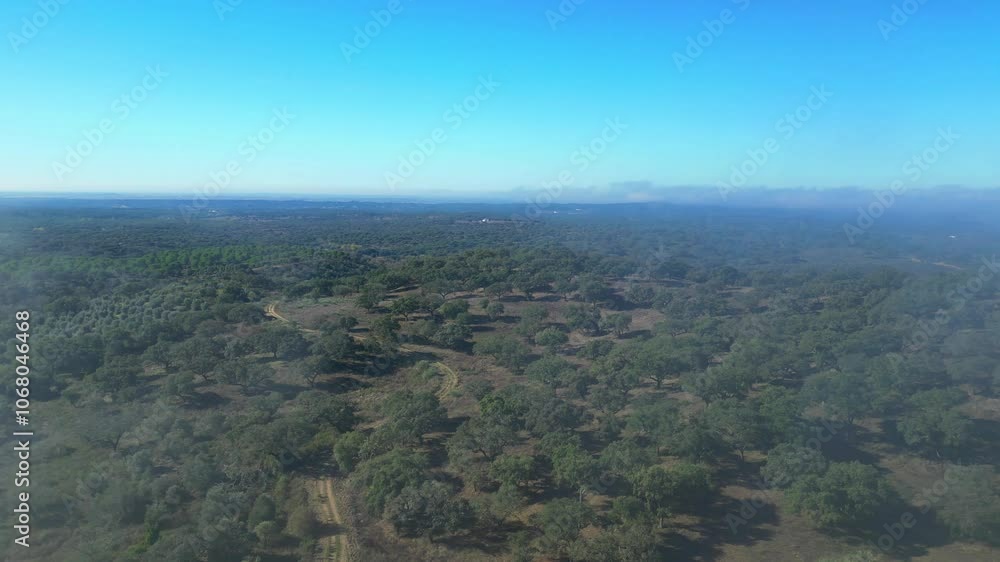 Aerial view from a cork oak plantation,with the fog passing .The cork oak is one of the most prevalent tree species in Portugal, being more common in Alentejo Aerial view from a cork oak plantation,with the fog passing .The cork oak is one of the most prevalent tree species in Portugal, being more common in Alentejo