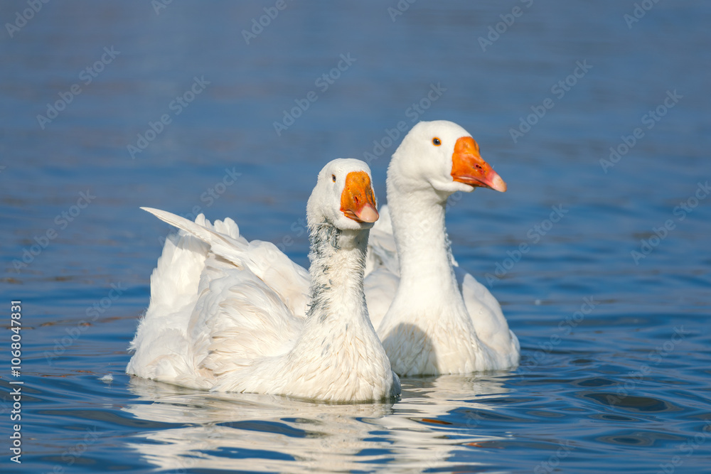 A flock of birds. Industrial livestock farming. The beauty of nature. flock of domestic birds geese swim on water. Farm bird goose. Farm poultry farming. Ducks on water. village life A flock of birds. Industrial livestock farming. The beauty of nature. flock of domestic birds geese swim on water. Farm bird goose. Farm poultry farming. Ducks on water. village life