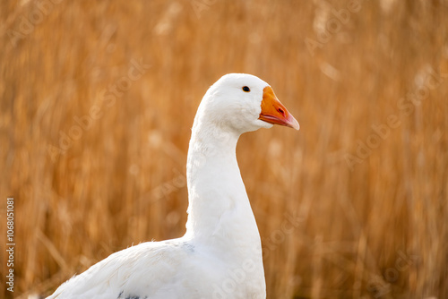 Poultry farming in the village. white goose standing on grass. Geese in nature. photo