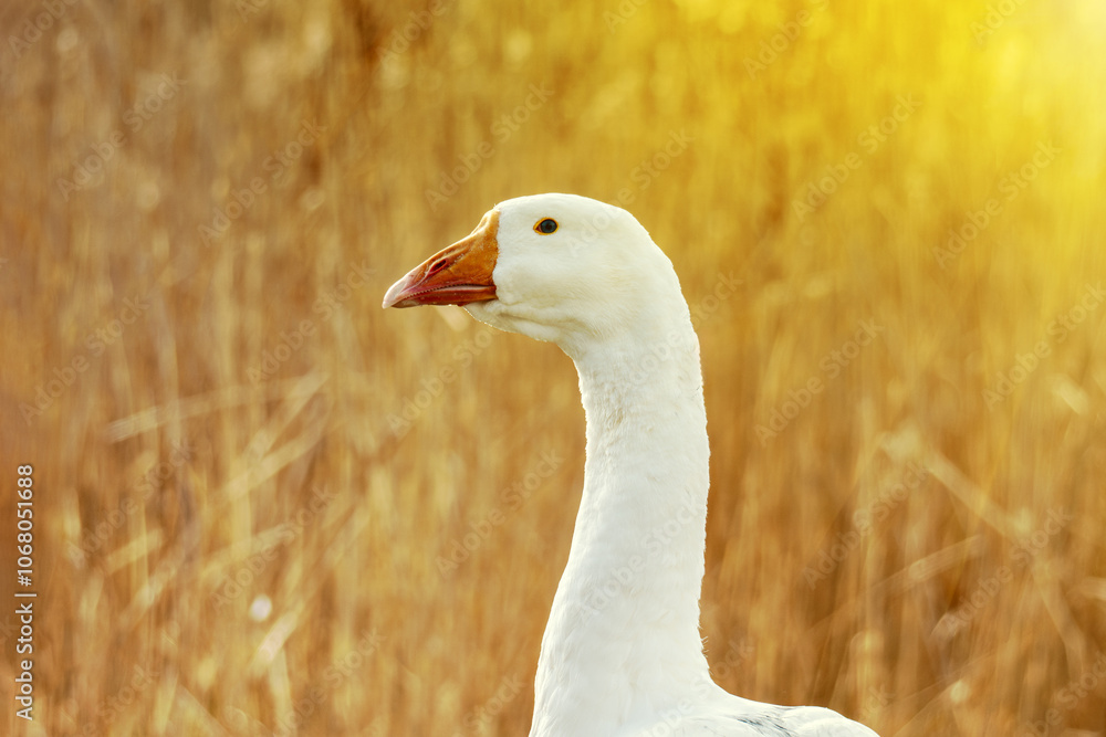 Goose close-up. poultry farming on the farm. white geese swimming in the river. Goose close-up. poultry farming on the farm. white geese swimming in the river.
