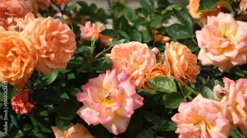 Wallpaper Mural Orange roses garden close-up. Beautiful bright flowers are swaying in the wind. natural summer background. Cultivation and decoration of gardens, parks, squares. Warm sunlight on the petals, romance Torontodigital.ca