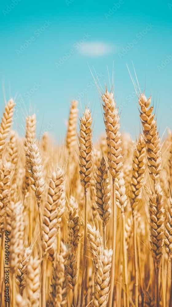 A close-up view of golden wheat stalks under a clear blue sky. A close-up view of golden wheat stalks under a clear blue sky.