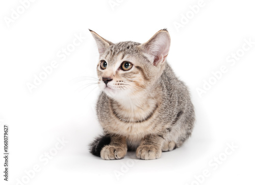 Fearful kitten looking at something. Shy kitty cat crouching with worried or scared body language. Just adopted or new pet concept. 3 months old, ticked tabby cat, female short hair. Selective focus.