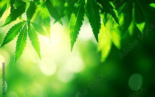 Closeup of hemp leaves in morning light, focus on renewable farming, energyefficient crop photo