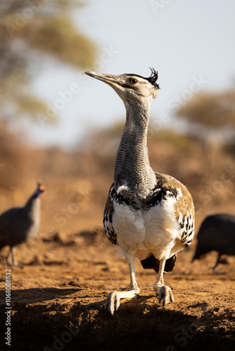 a kori bustard at the waterhole photo