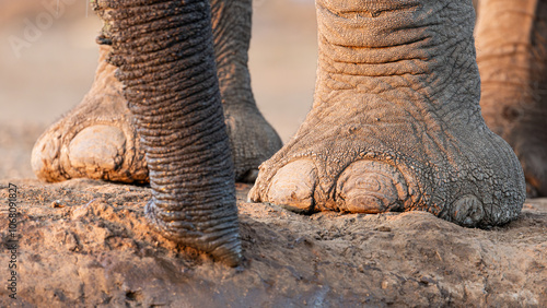 Photography African elephant feet close-up