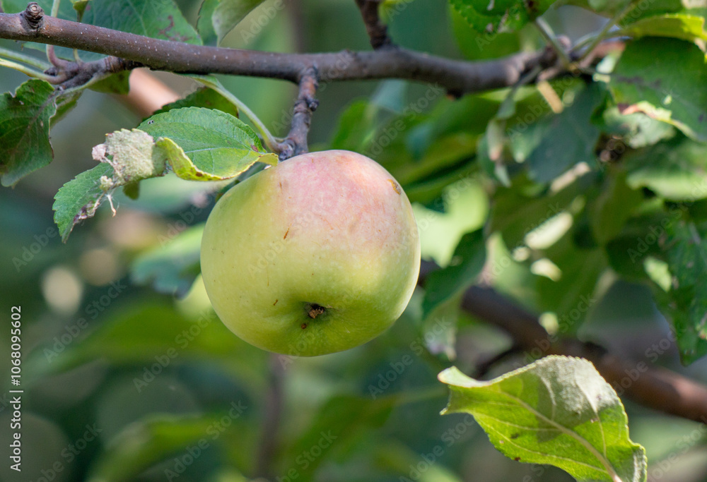 A green apple hanging from a tree A green apple hanging from a tree