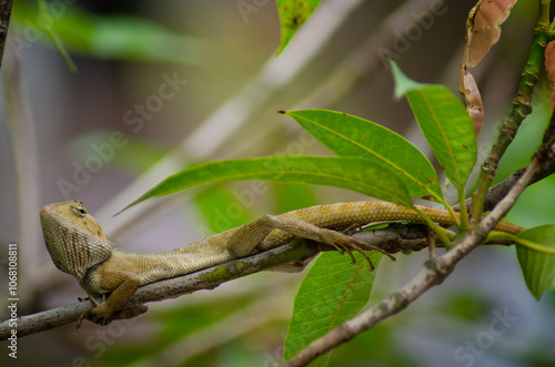 A yellow and orange iguana or lizard is walking on a tree trunk, preying and waiting for its prey