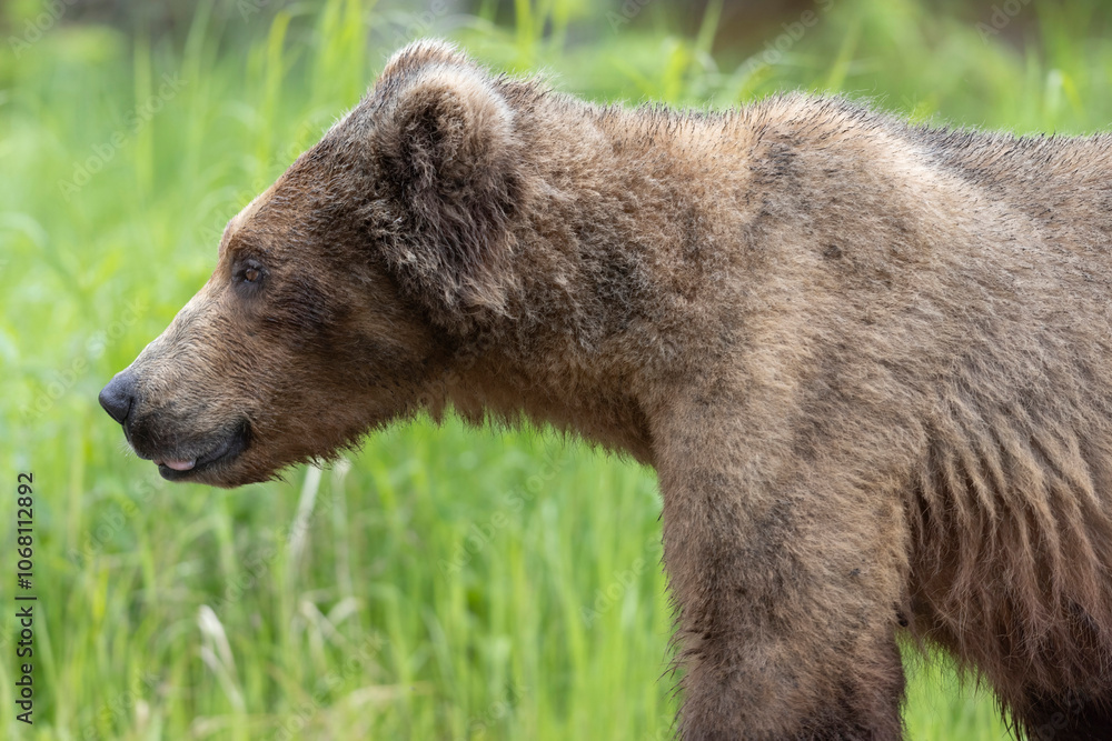 Wild coastal brown bear in Katmai National Park.
