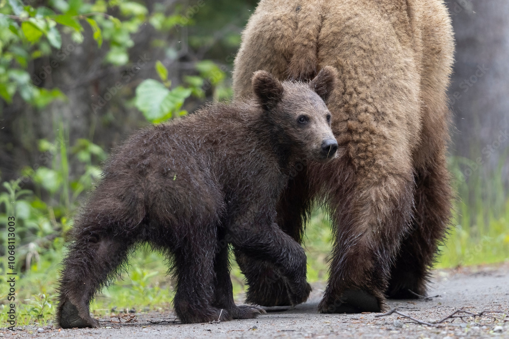 Wild coastal brown bear cub in Katmai National Park. Wild coastal brown bear cub in Katmai National Park.