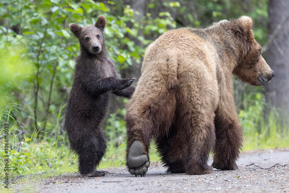 Fototapeta premium Wild coastal brown bear cub in Katmai National Park.