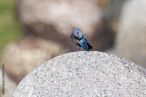 羽繕いする美しいイソヒヨドリ（ヒタキ科）
英名、学名：Blue Rock Thrush (Monticola solitarius
静岡県伊豆半島賀茂郡南伊豆町中木ヒリゾ浜2024年
 photo