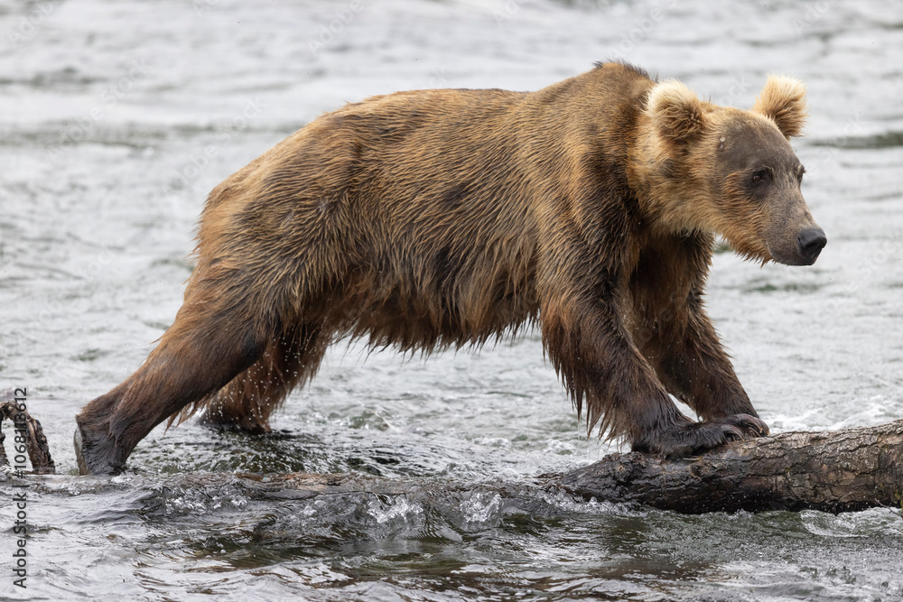 Wild coastal brown bear fishing along the Brooks River in Katmai National Park in Alaska. Wild coastal brown bear fishing along the Brooks River in Katmai National Park in Alaska.
