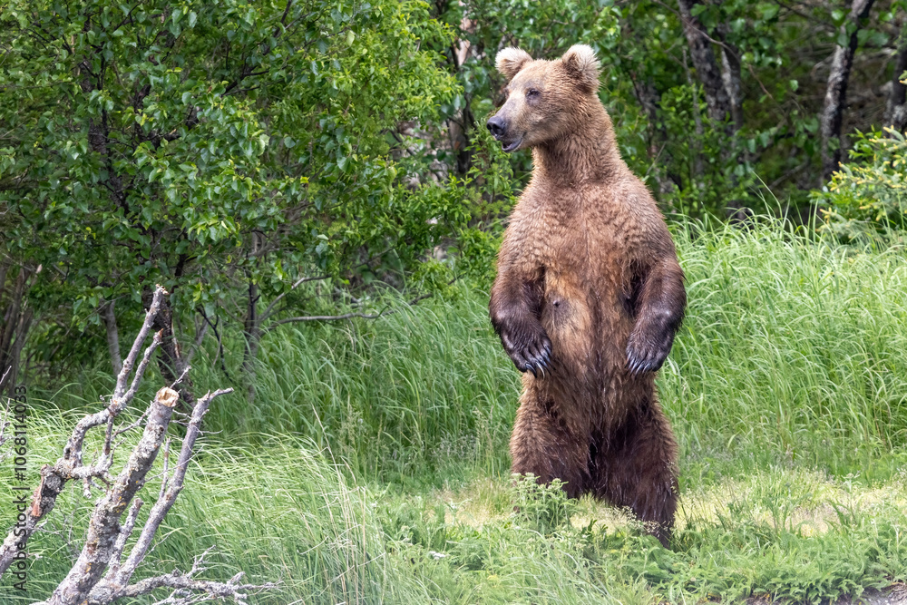 Obraz premium Wild coastal brown bear fishing along the Brooks River in Katmai National Park in Alaska.