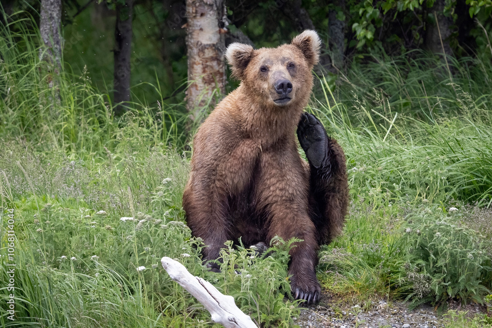 Wild coastal brown bear fishing along the Brooks River in Katmai National Park in Alaska. Wild coastal brown bear fishing along the Brooks River in Katmai National Park in Alaska.