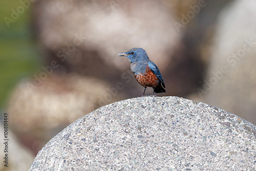 きれいな声でさえずる美しいイソヒヨドリ（ヒタキ科）
英名、学名：Blue Rock Thrush (Monticola solitarius
静岡県伊豆半島賀茂郡南伊豆町中木ヒリゾ浜2024年
 photo