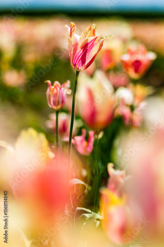 Beautiful tulips blooming with color.